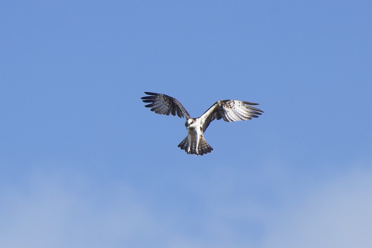 Osprey - ML644455208