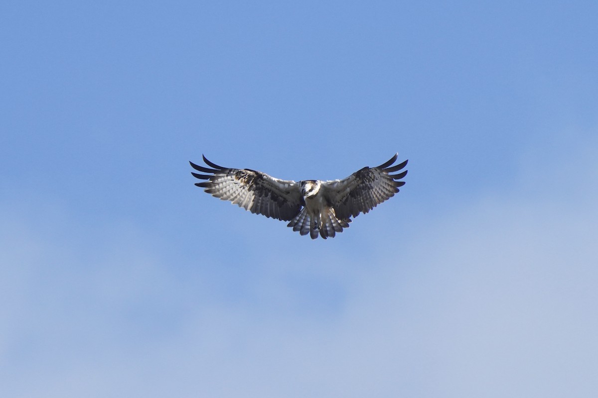 Osprey - ML644455209