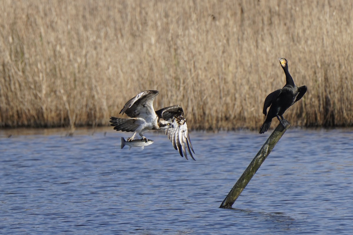 Osprey - ML644455210