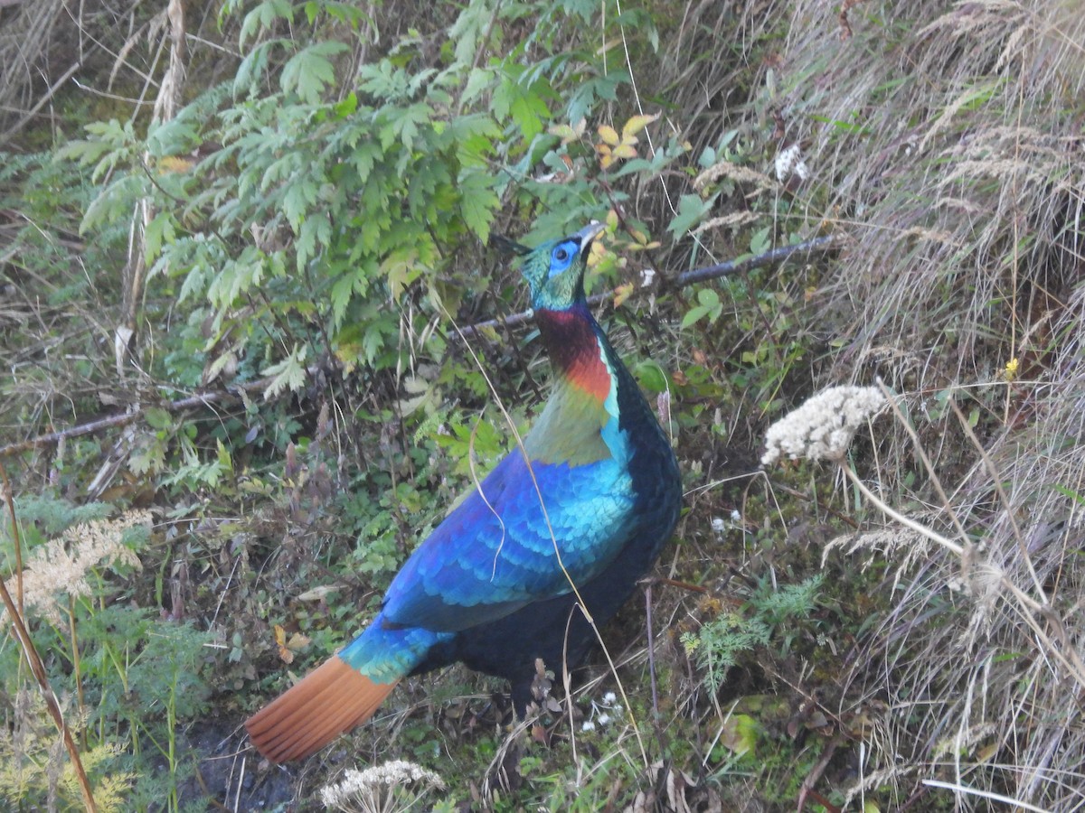Himalayan Monal - ML644455224