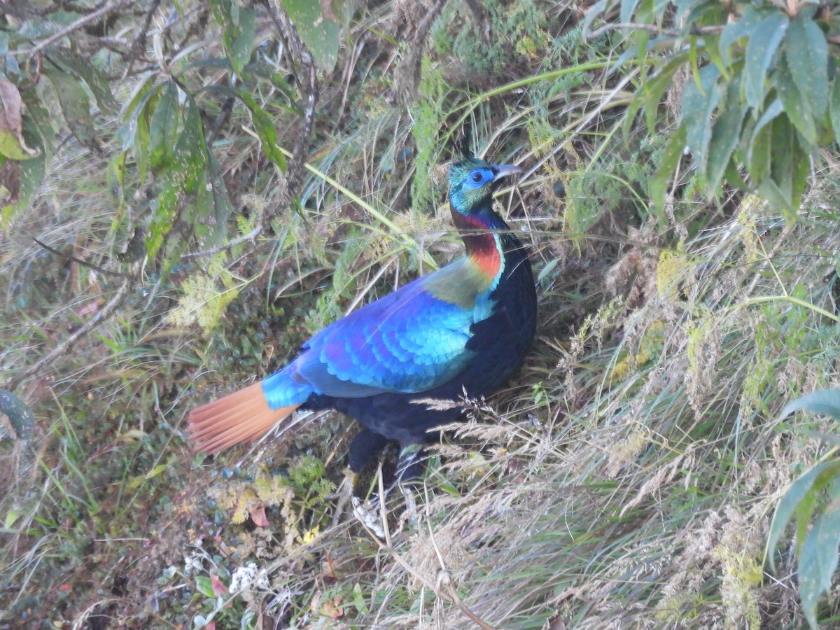 Himalayan Monal - ML644455225