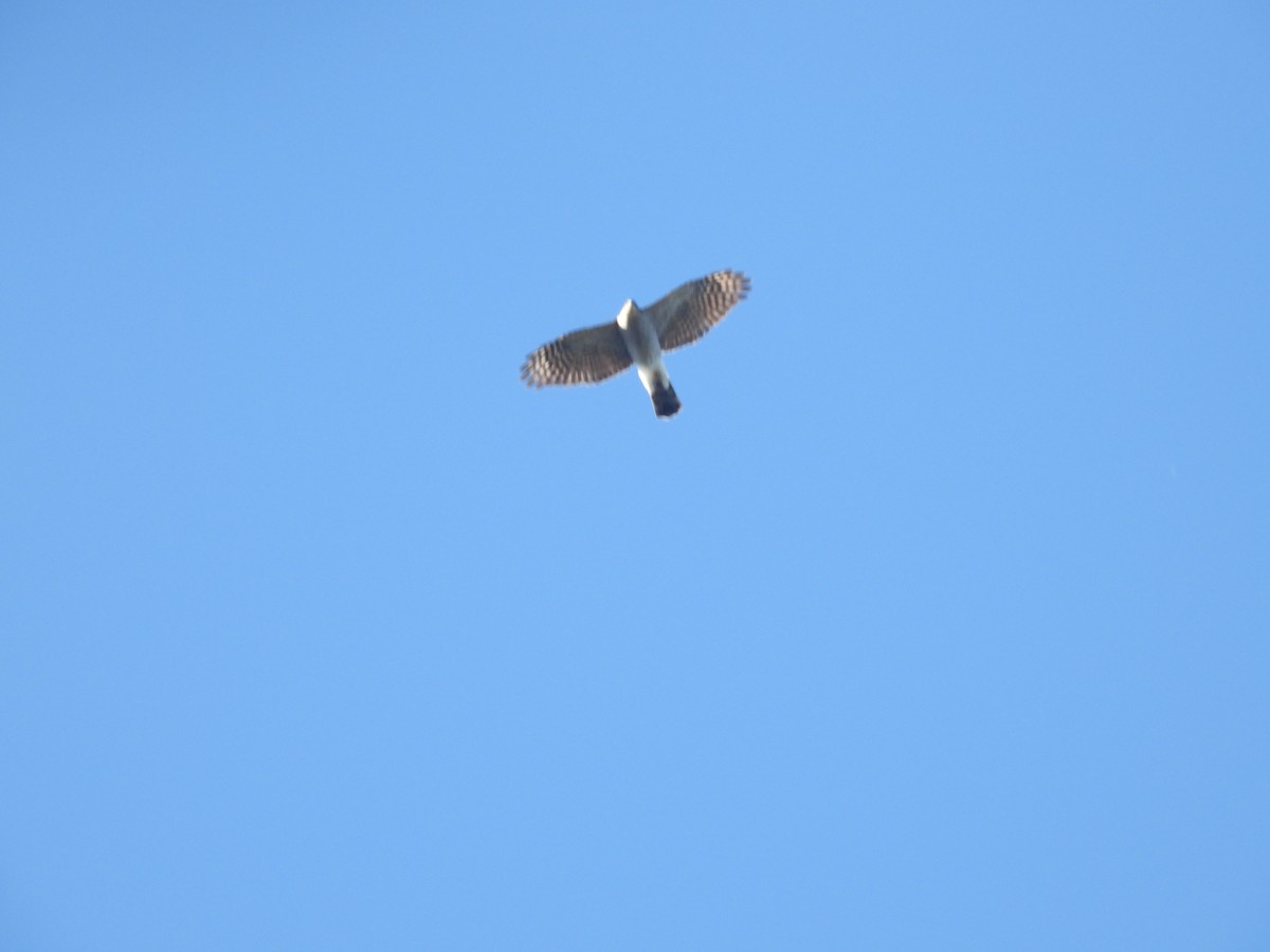 Sparviere - ML644455226