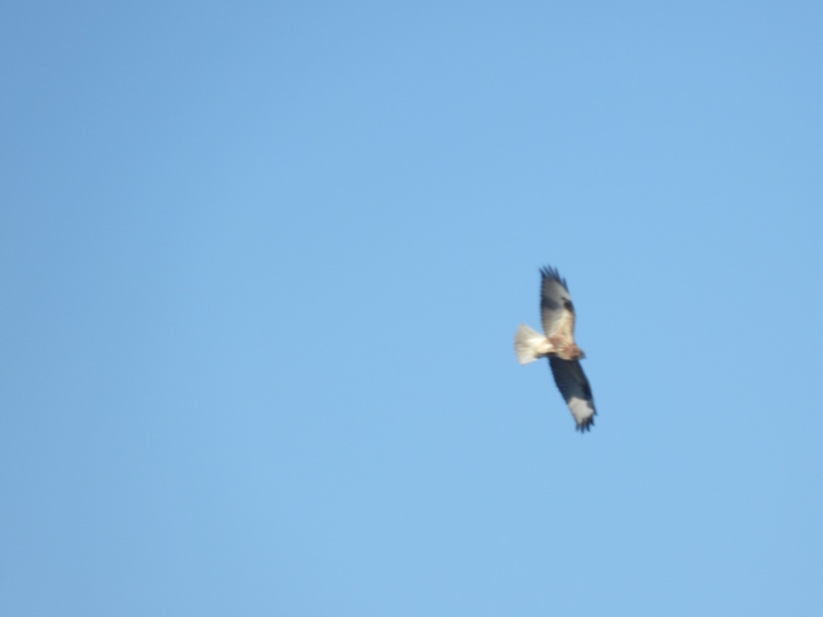 Himalayan Buzzard - ML644455242