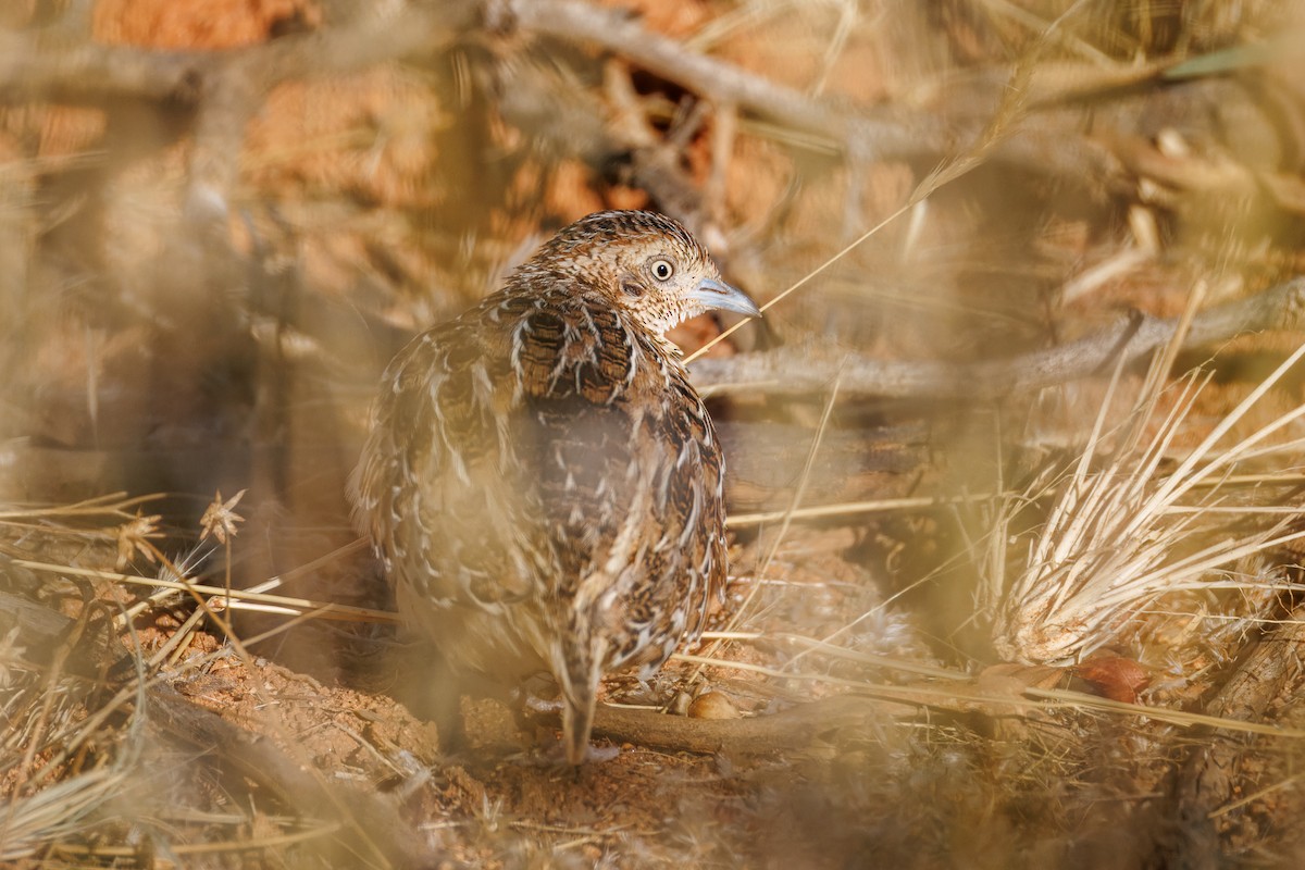 springvaktel - ML644455244