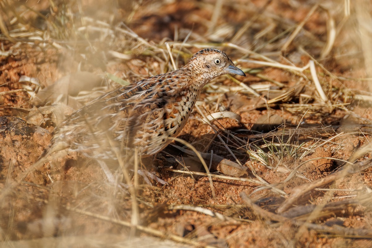 springvaktel - ML644455245