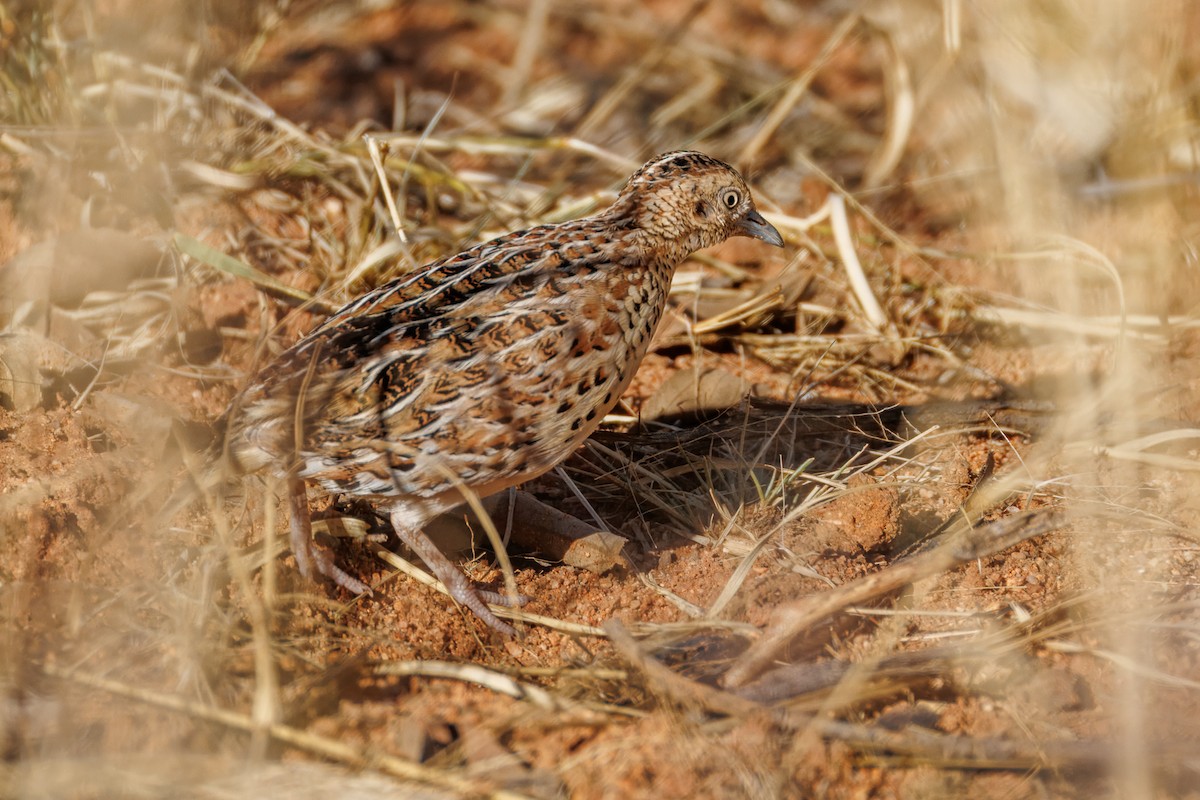 springvaktel - ML644455247