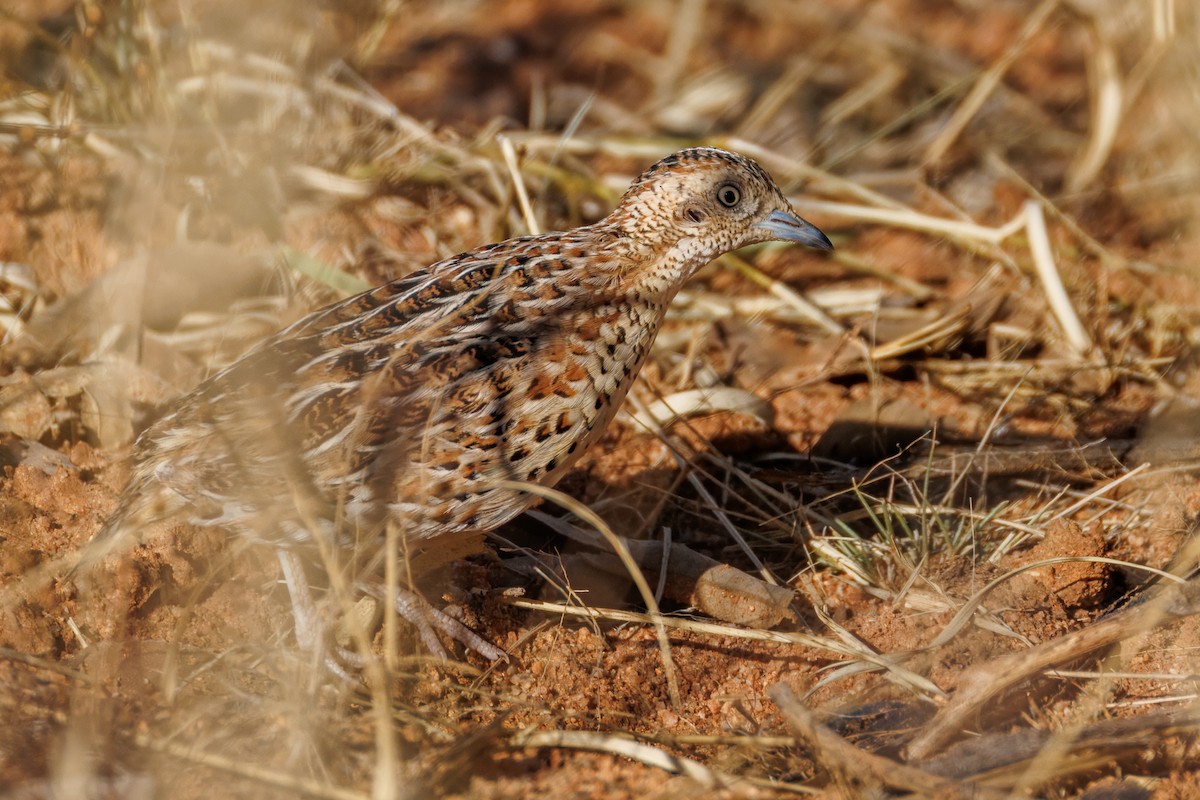 springvaktel - ML644455248