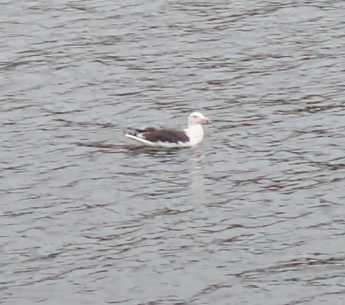 Mugnaiaccio - ML644455249