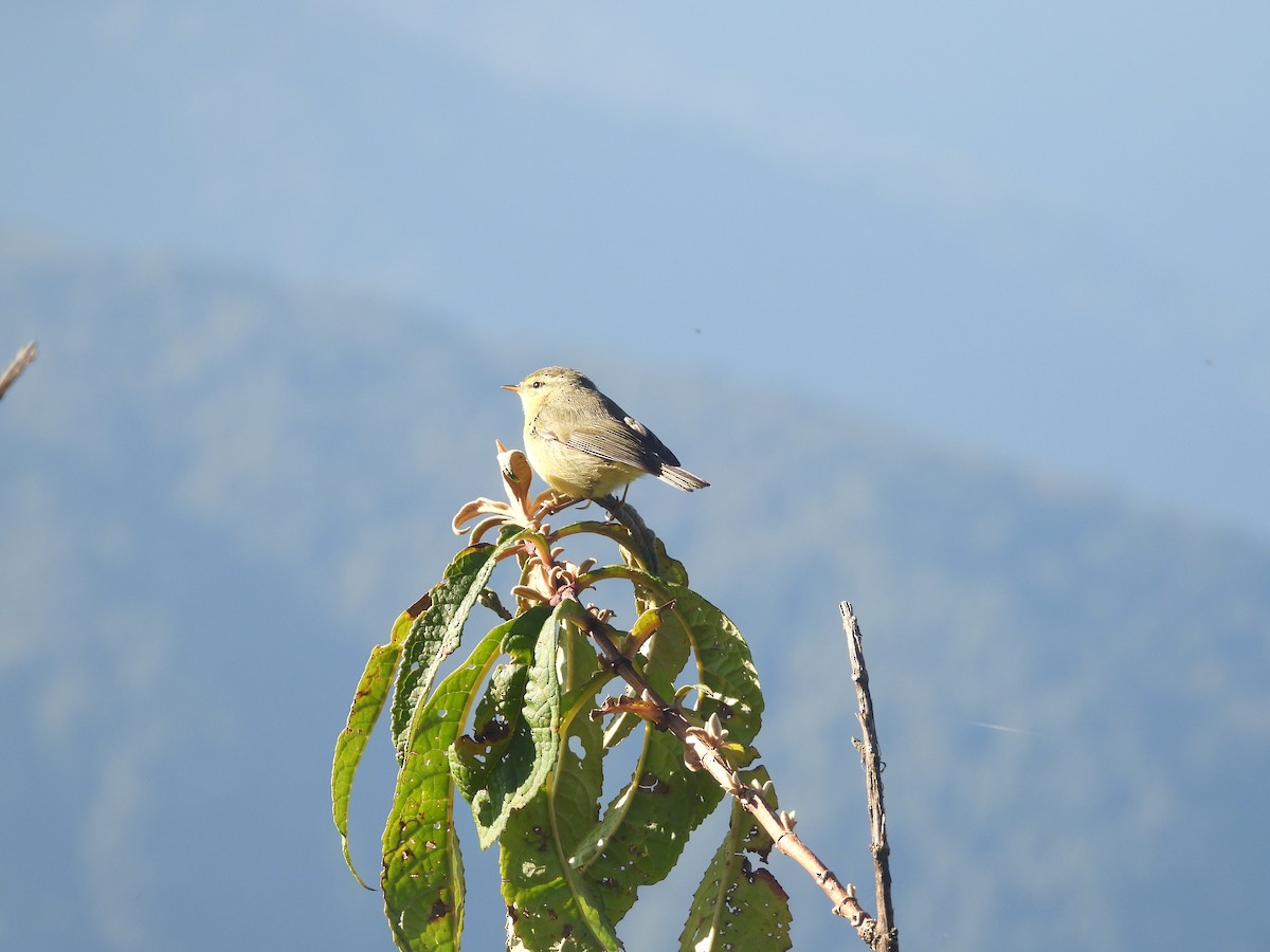 Tickell's Leaf Warbler - ML644455250