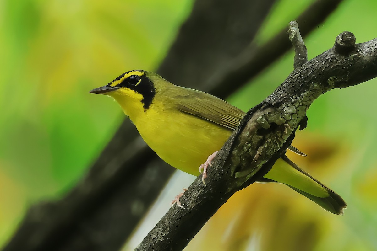 kentuckyparula - ML644455257