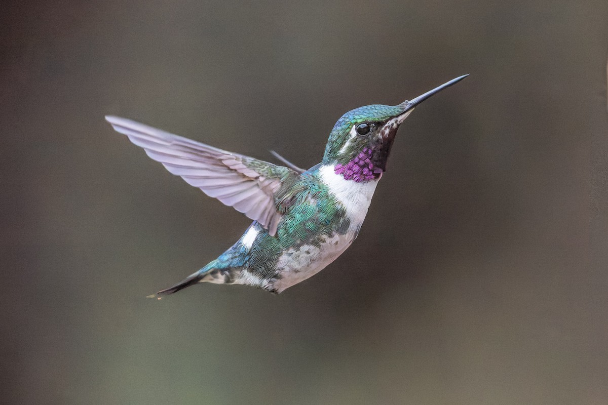 シロハラチビハチドリ - ML644455259