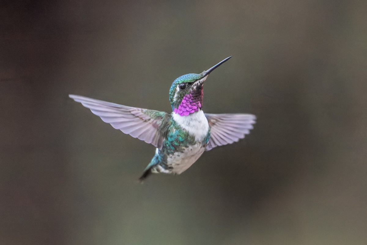 シロハラチビハチドリ - ML644455260