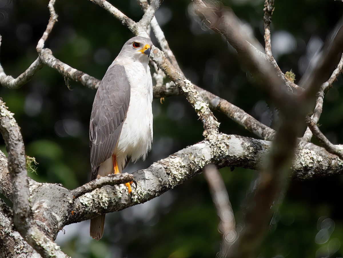 askehauk - ML644455262