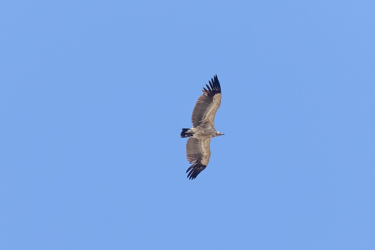 Kapgeier - ML644455264