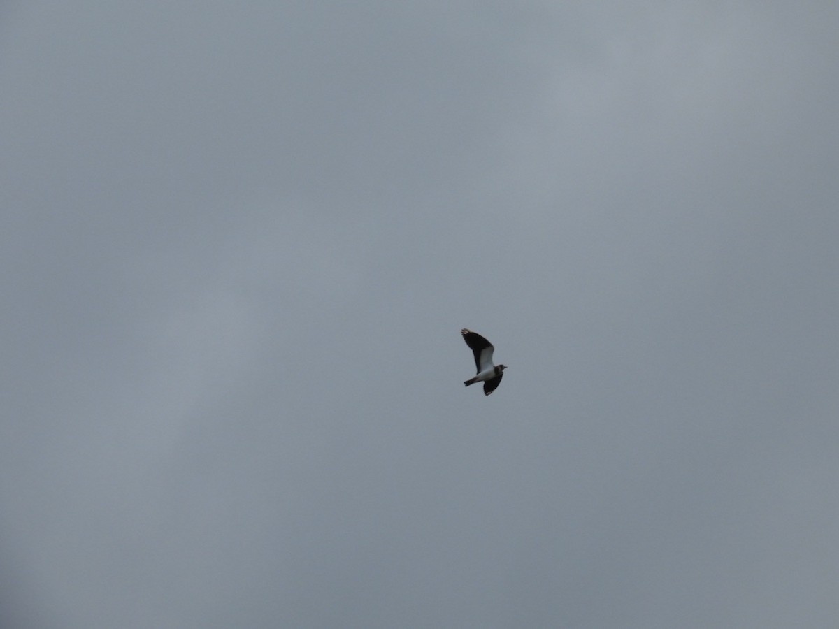 Northern Lapwing - ML644455265