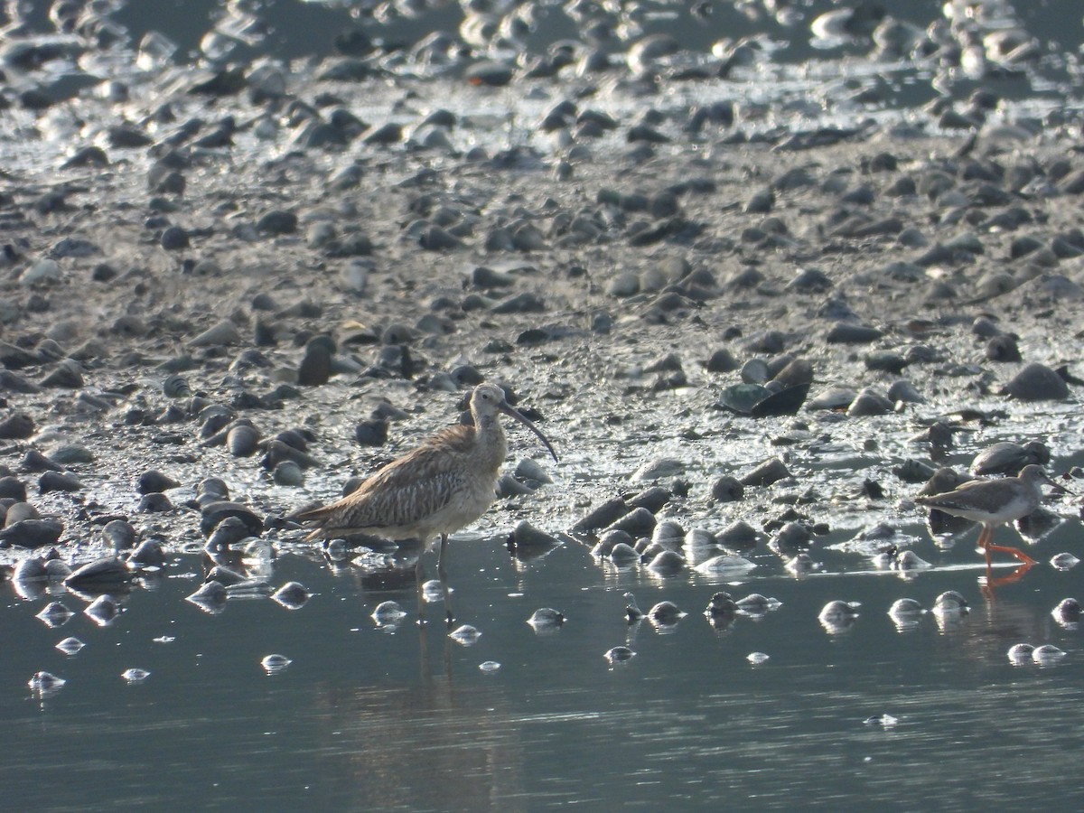 Eurasian Curlew - ML644455266