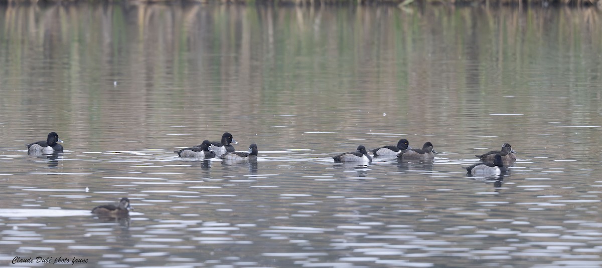 ringand - ML644455268