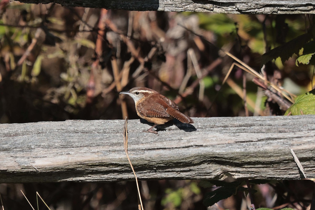 karolinasmett - ML644455269