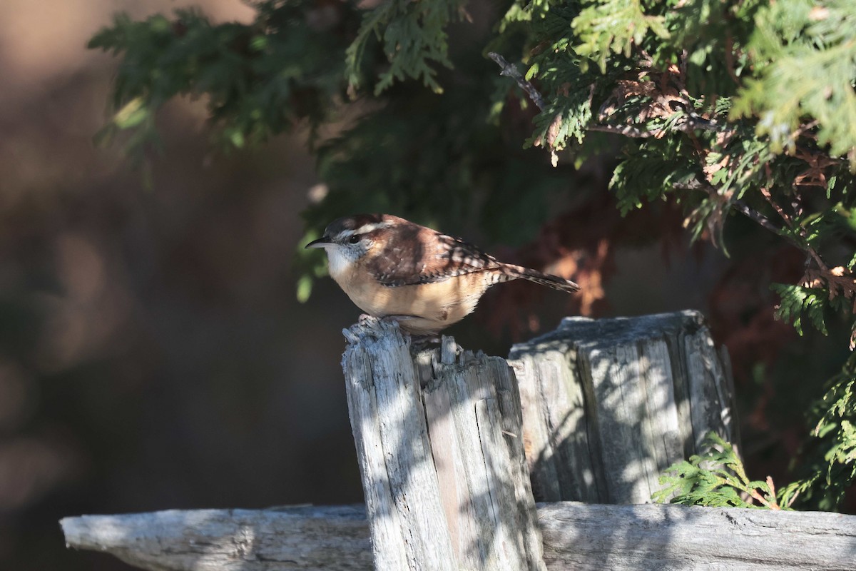 karolinasmett - ML644455270