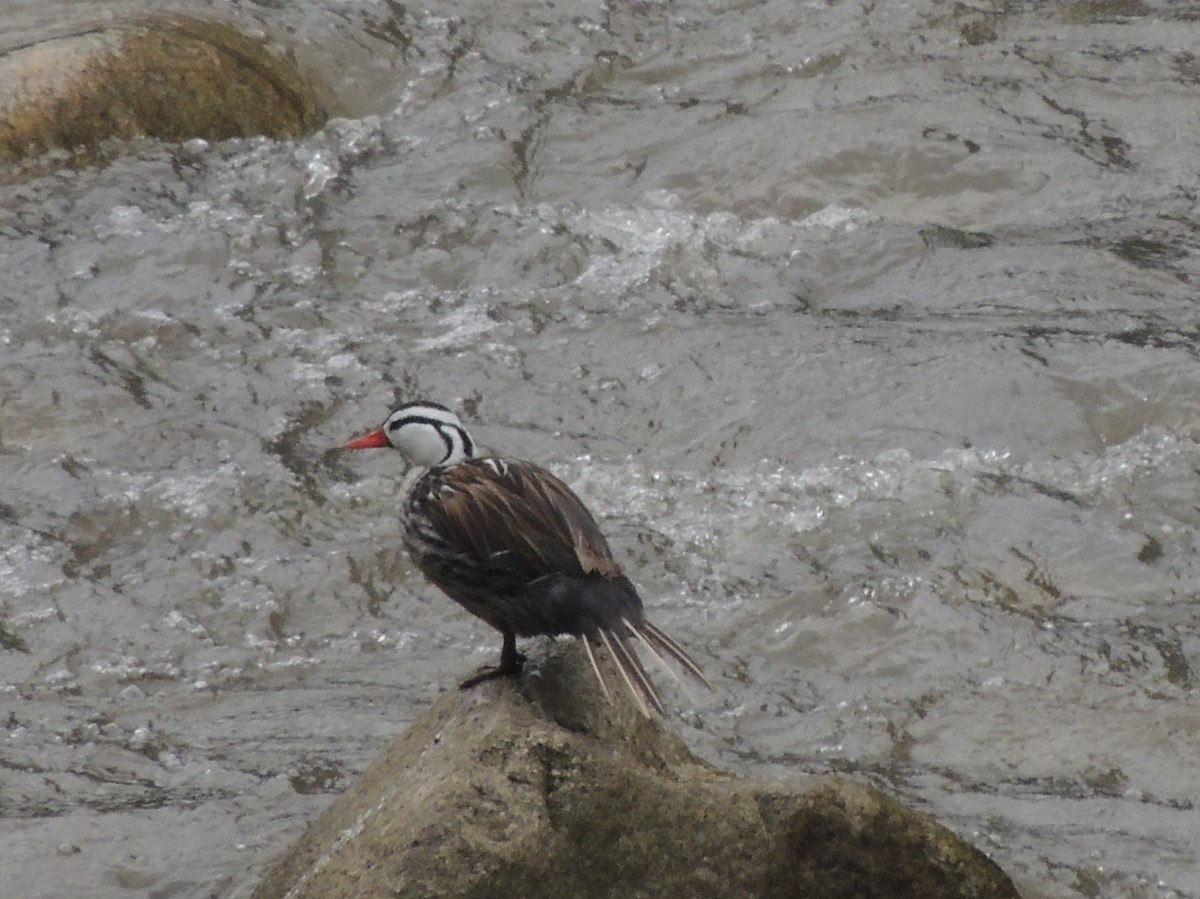 Torrent Duck - ML644455285