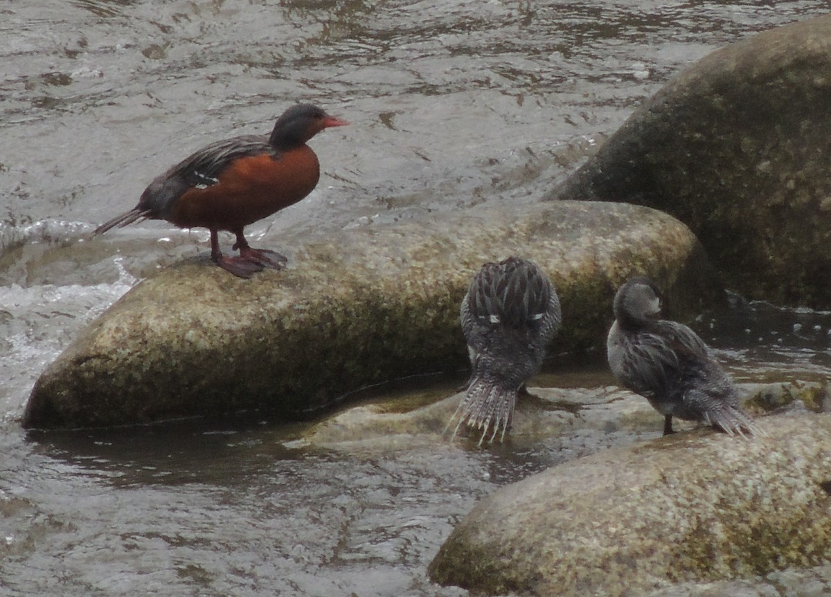 Torrent Duck - ML644455286