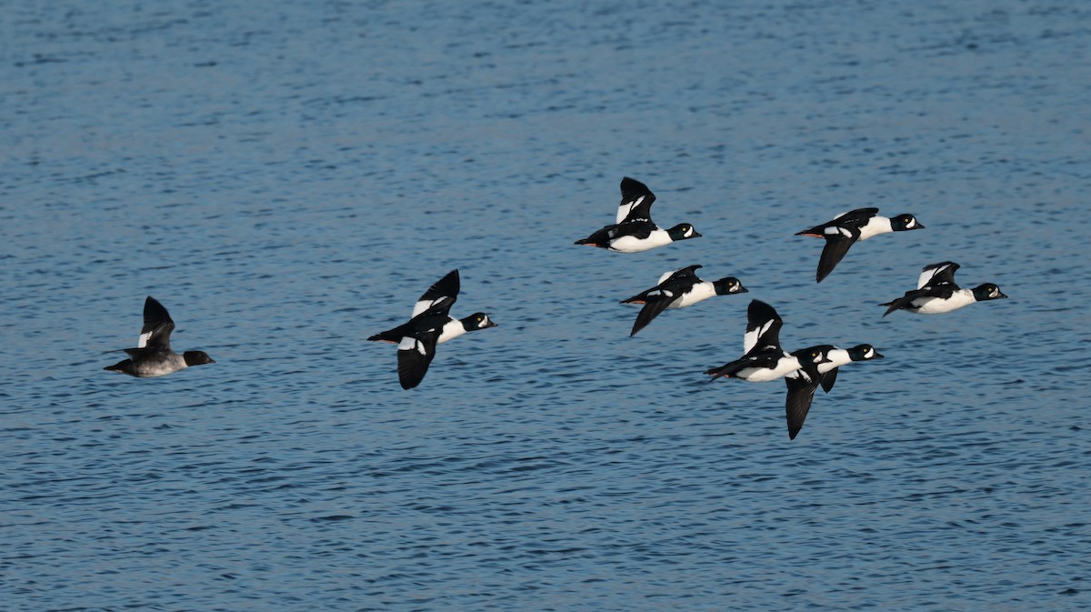 Barrow's Goldeneye - ML644455287