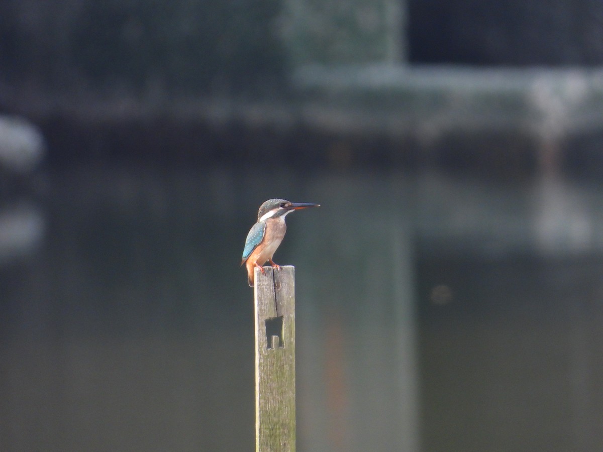 Common Kingfisher - ML644455290
