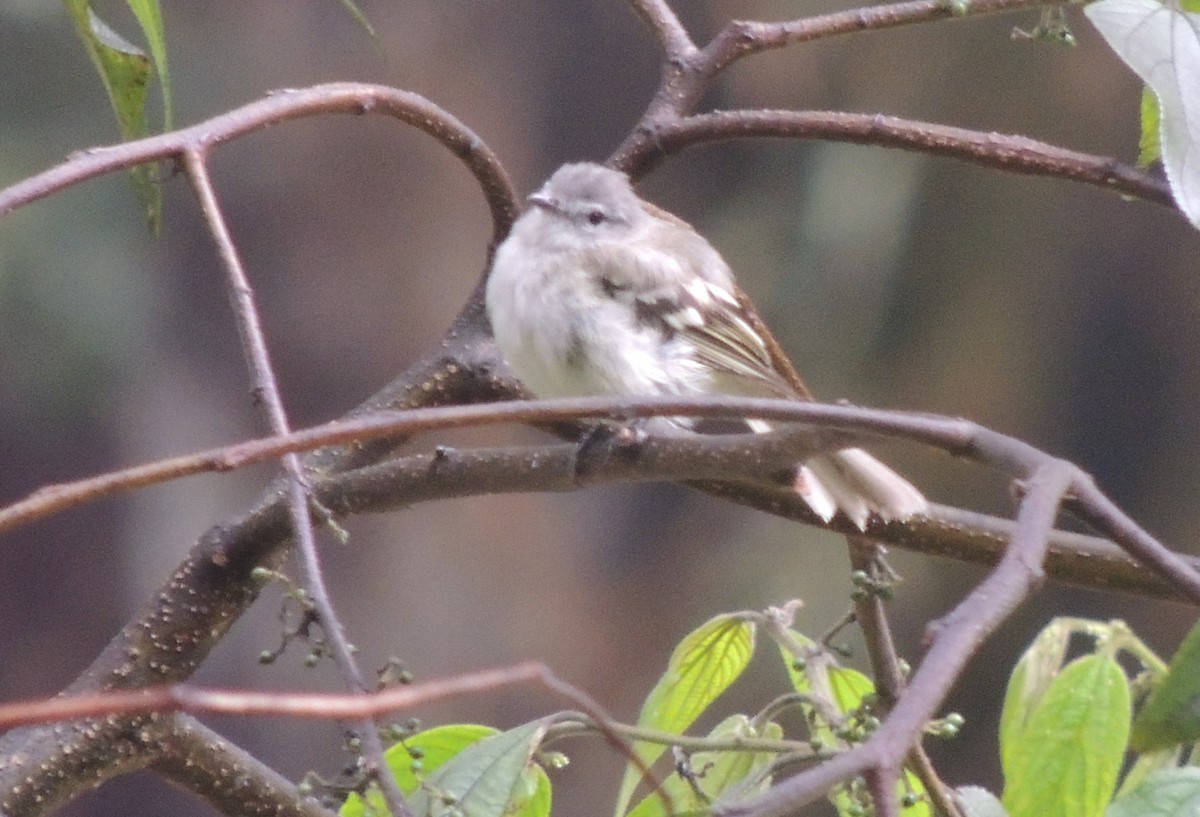 フタスジタイランチョウ - ML644455293