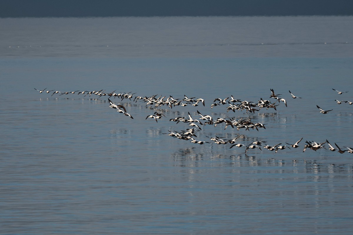 ærfugl - ML644455294