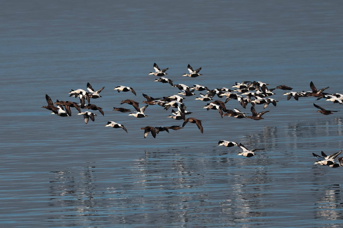 ærfugl - ML644455295