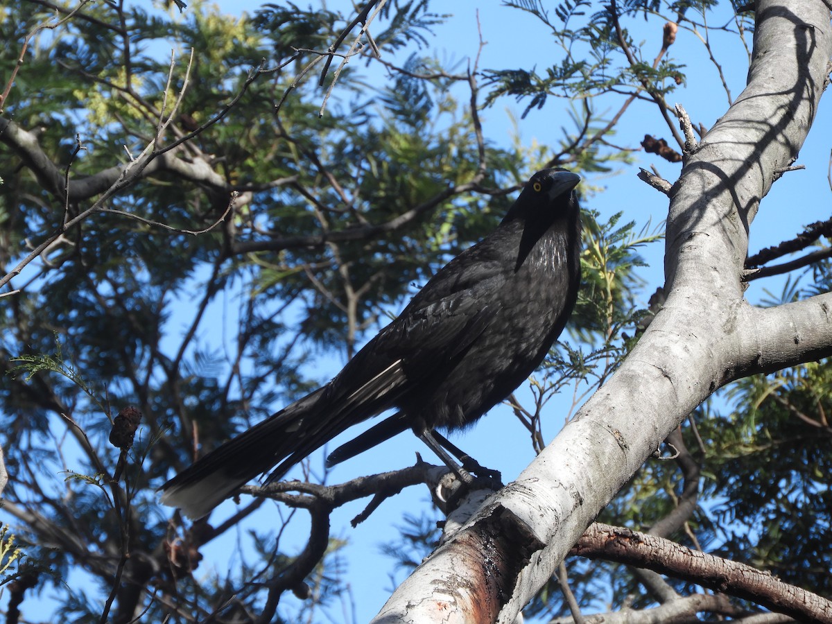 Gray Currawong - ML644455302
