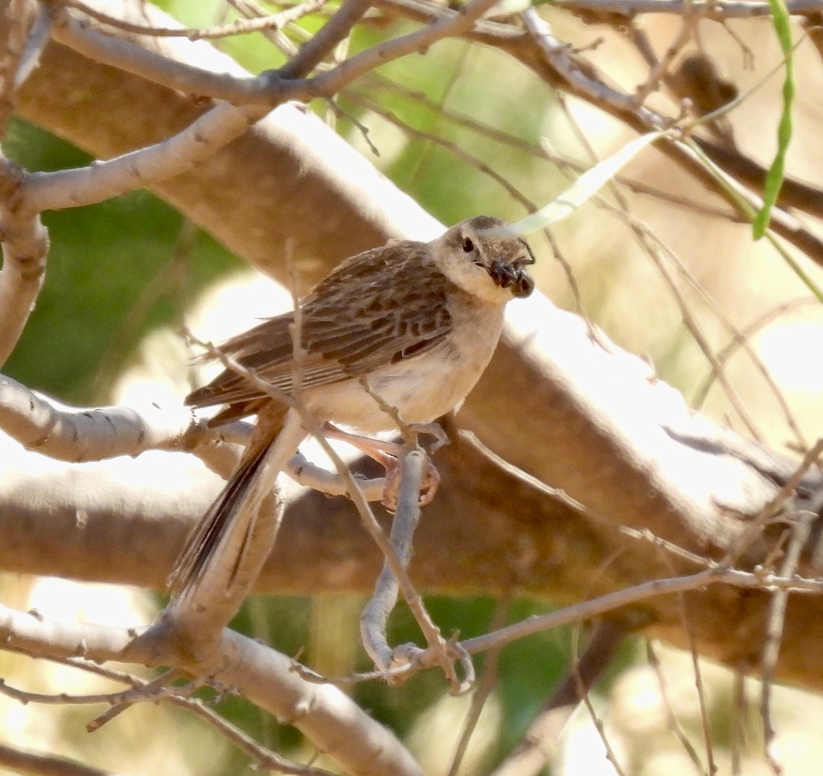 Rufous Songlark - ML644455304