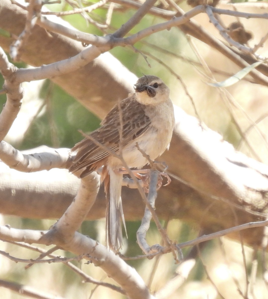 Rufous Songlark - ML644455305