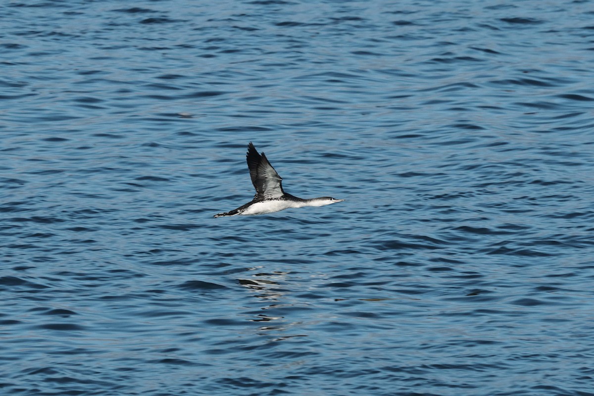 smålom - ML644455307