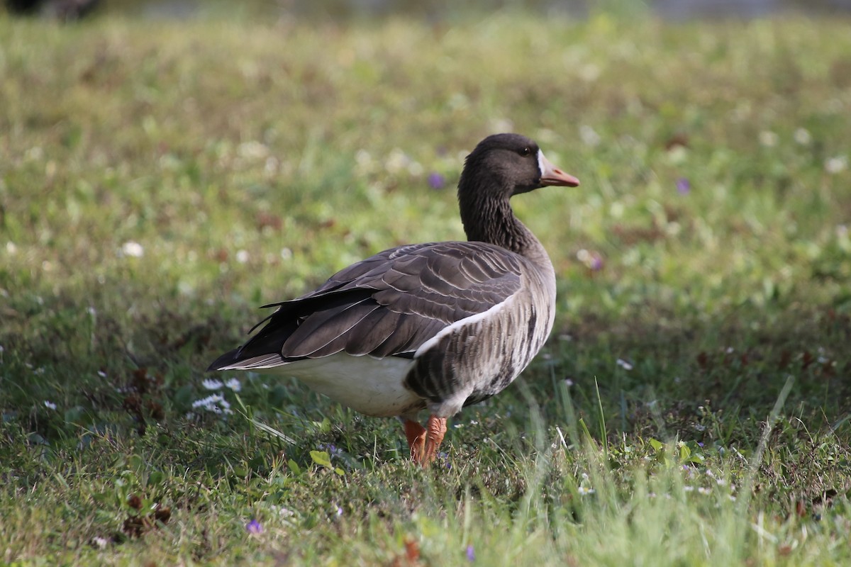 husa běločelá - ML644455316