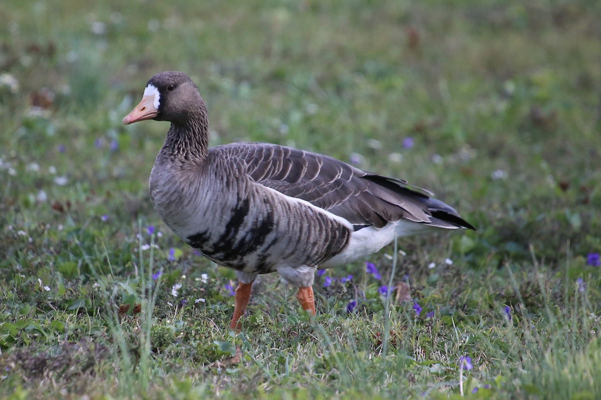 husa běločelá - ML644455317