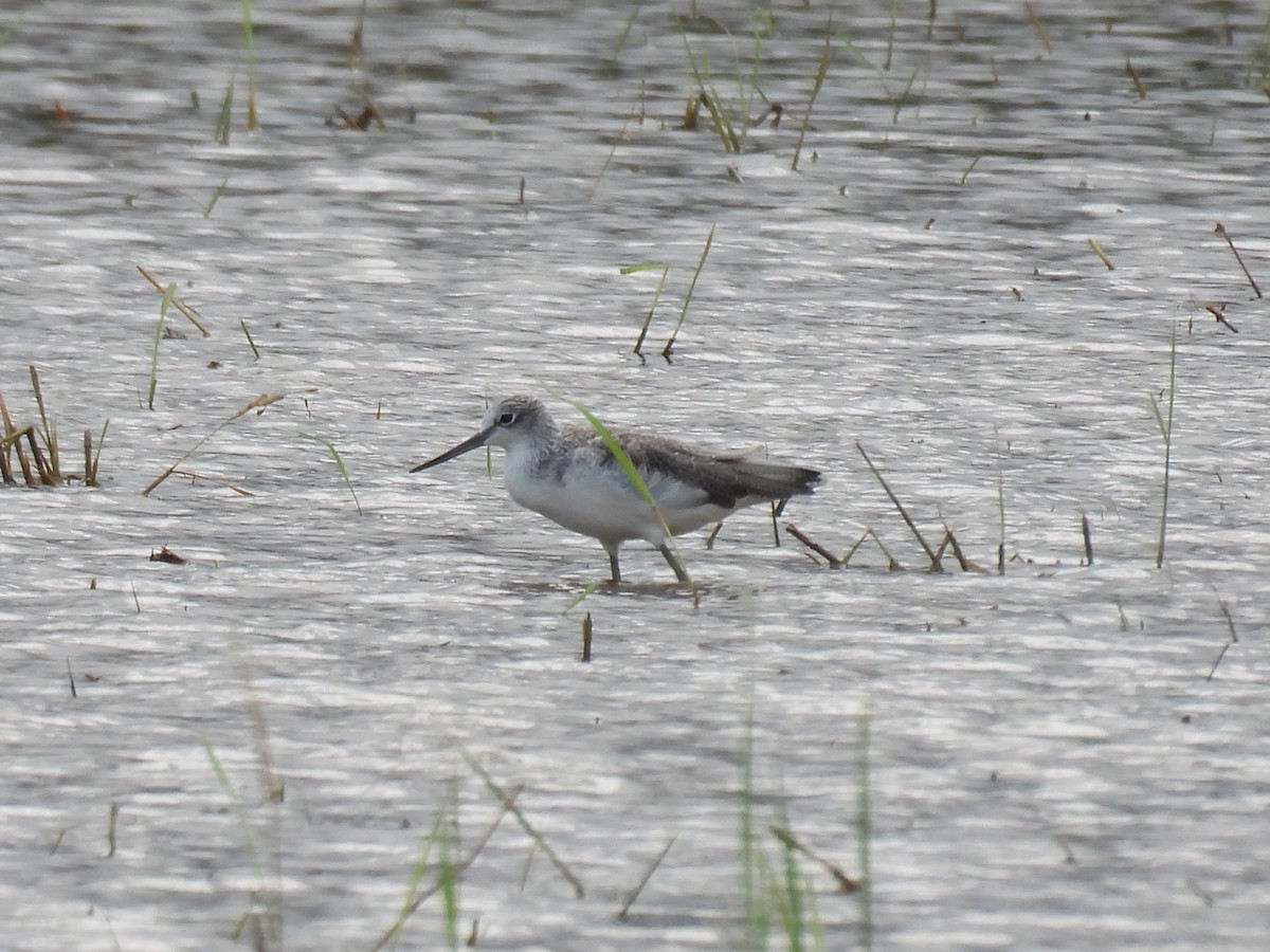 Common Greenshank - ML644455319