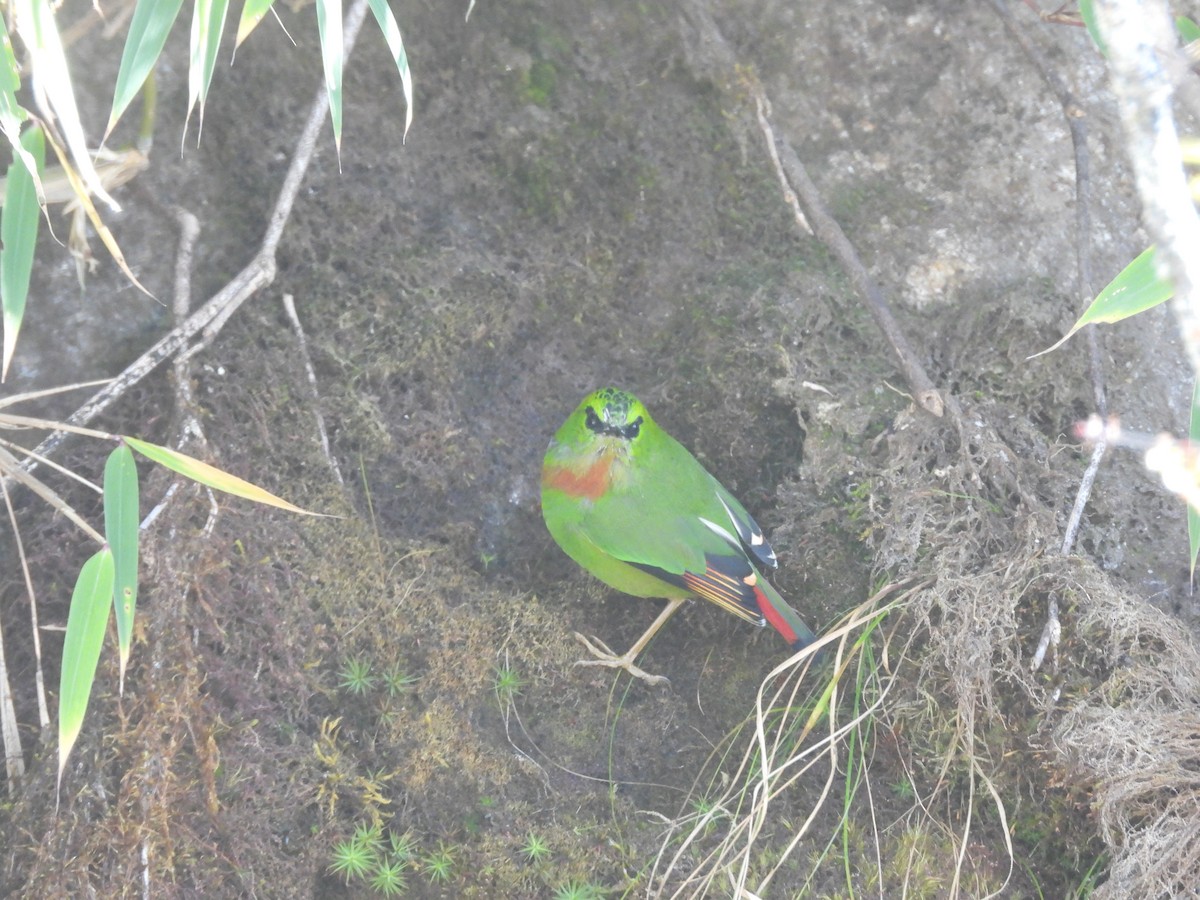 Fire-tailed Myzornis - ML644455326