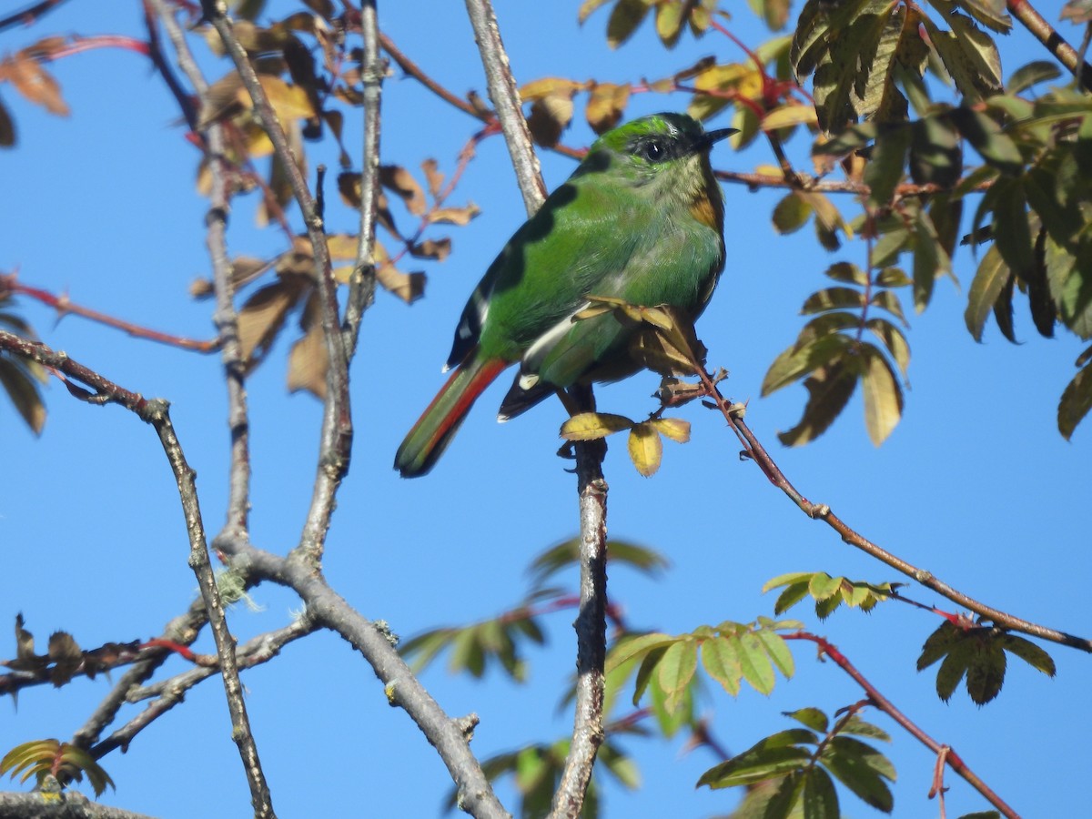 Fire-tailed Myzornis - ML644455327