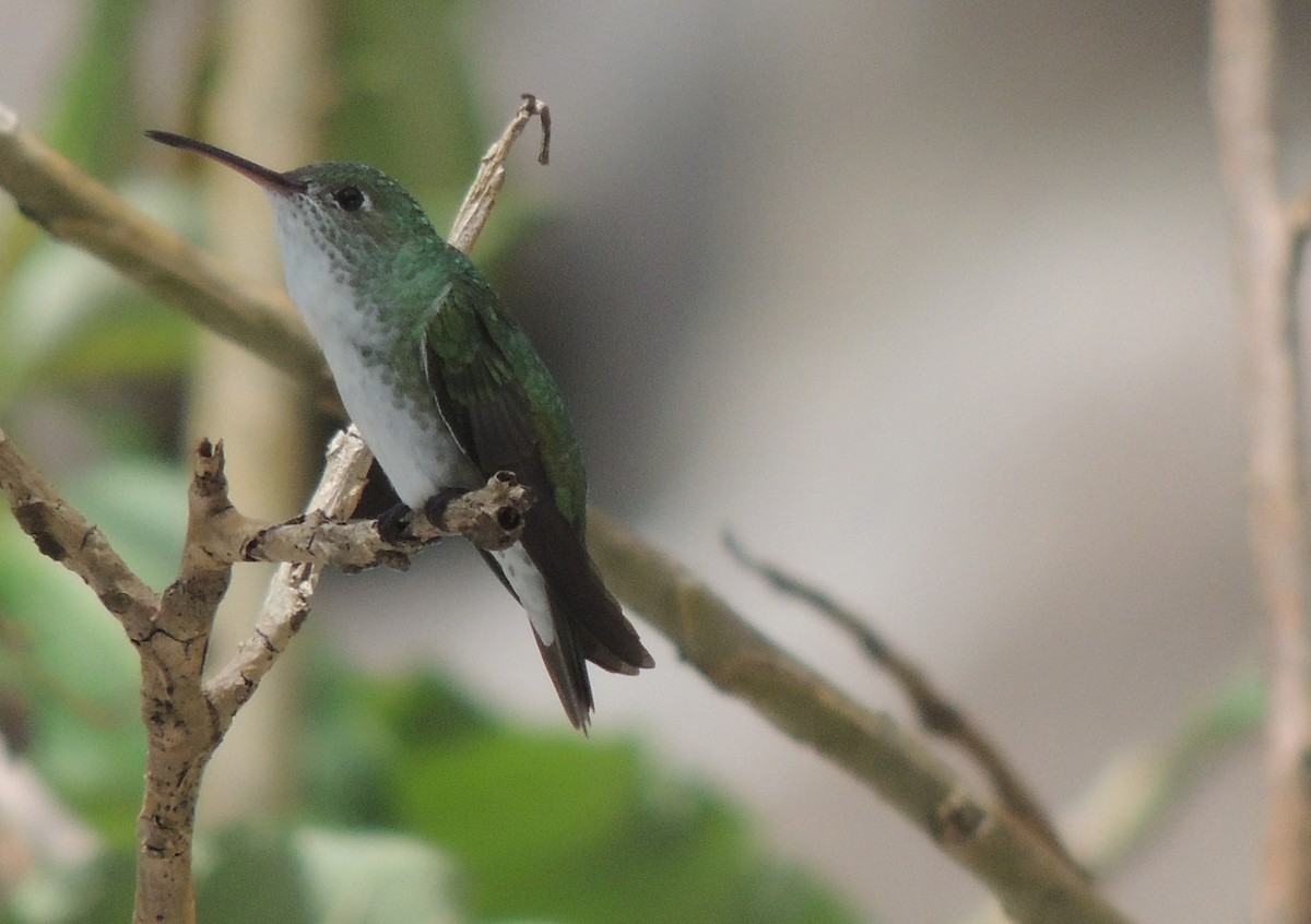 Green-and-white Hummingbird - ML644455336