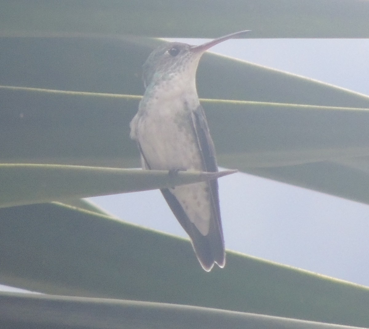 Green-and-white Hummingbird - ML644455337