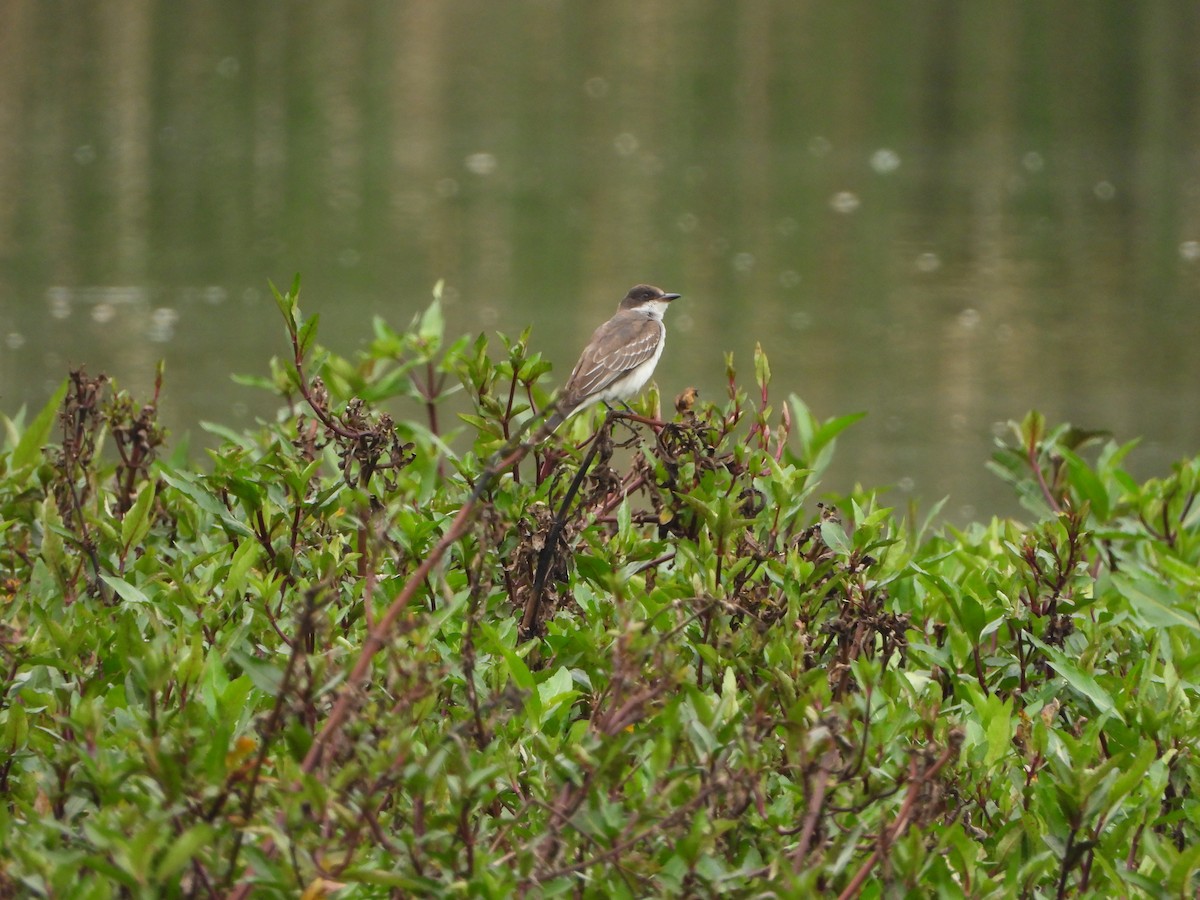 Eastern Kingbird - ML644455339