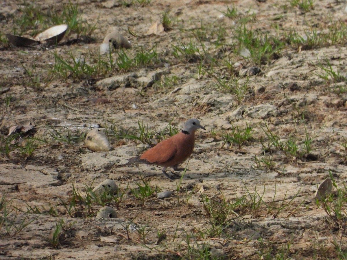 Red Collared-Dove - ML644455340