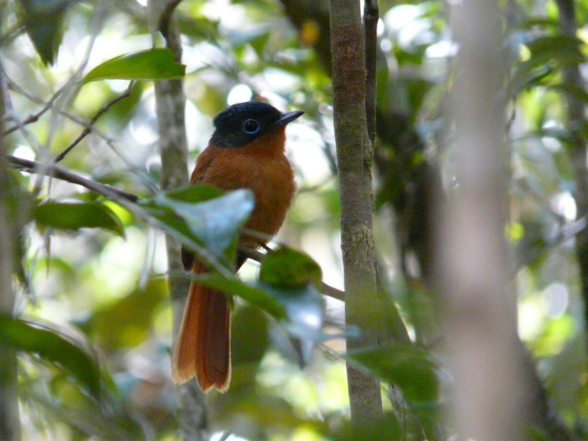 Tchitrec malgache - ML644455344