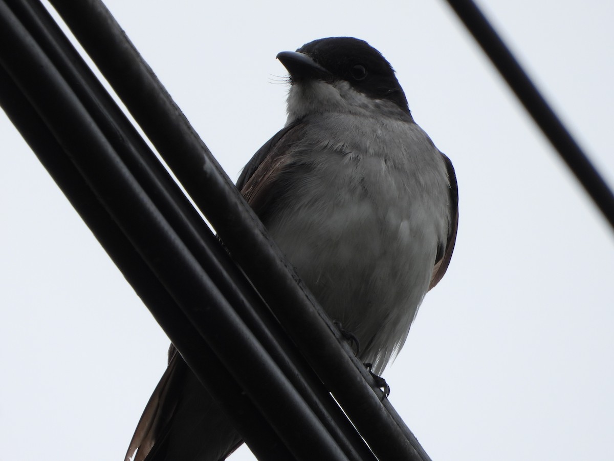 Eastern Kingbird - ML644455347