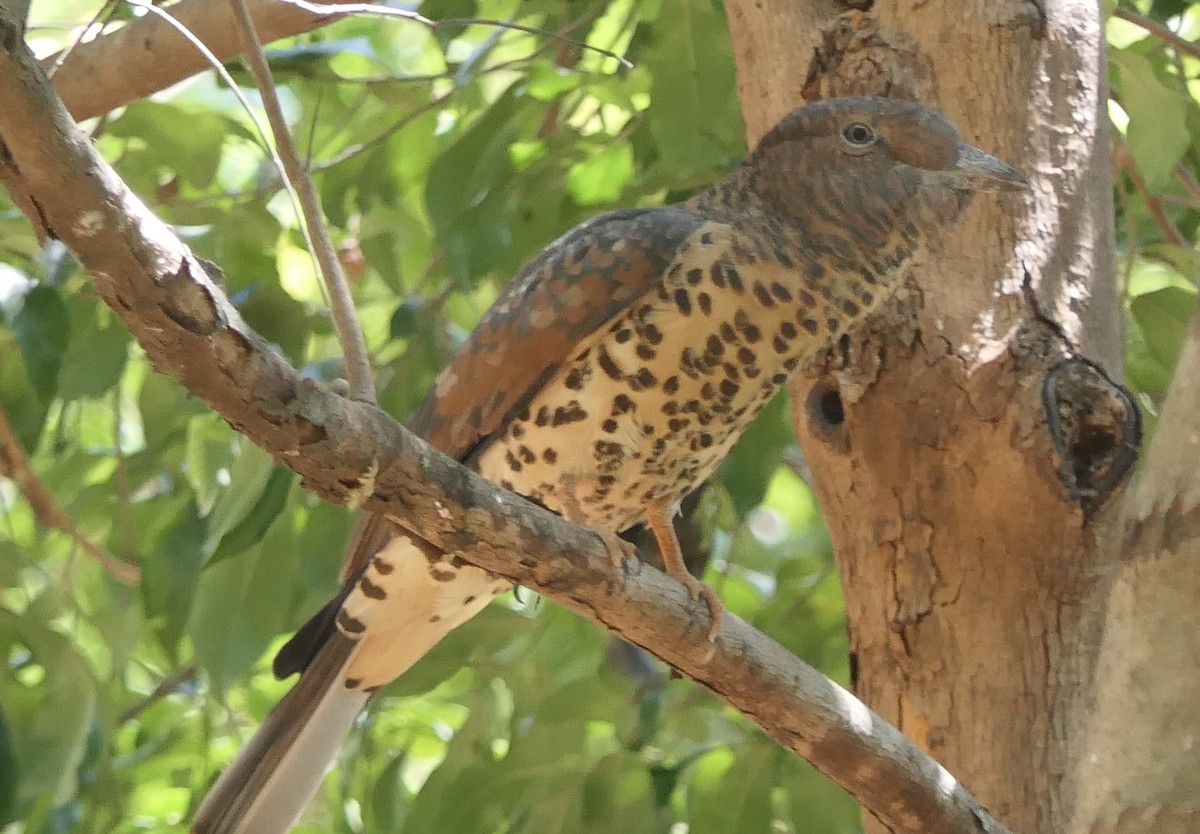 Cuckoo-roller - ML644455361