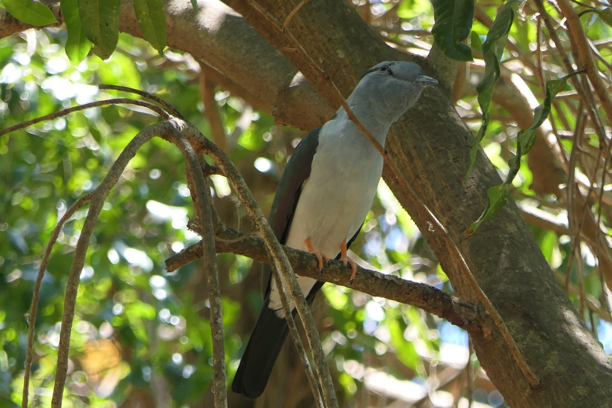 Cuckoo-roller - ML644455363