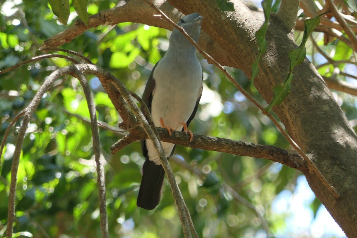 Cuckoo-roller - ML644455364