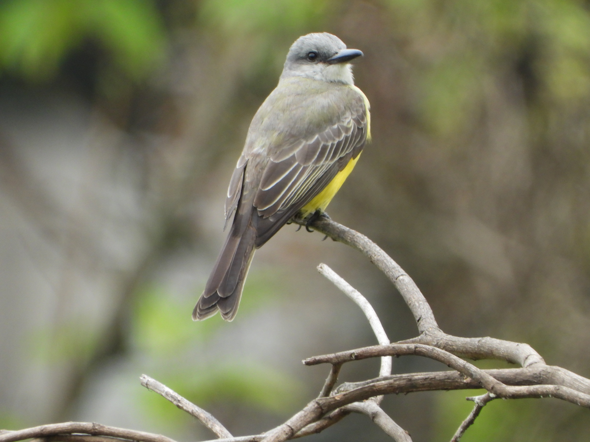 Tropical Kingbird - ML644455367