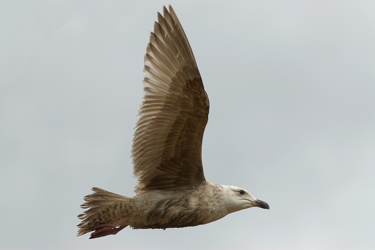 Slaty-backed Gull - ML644455369